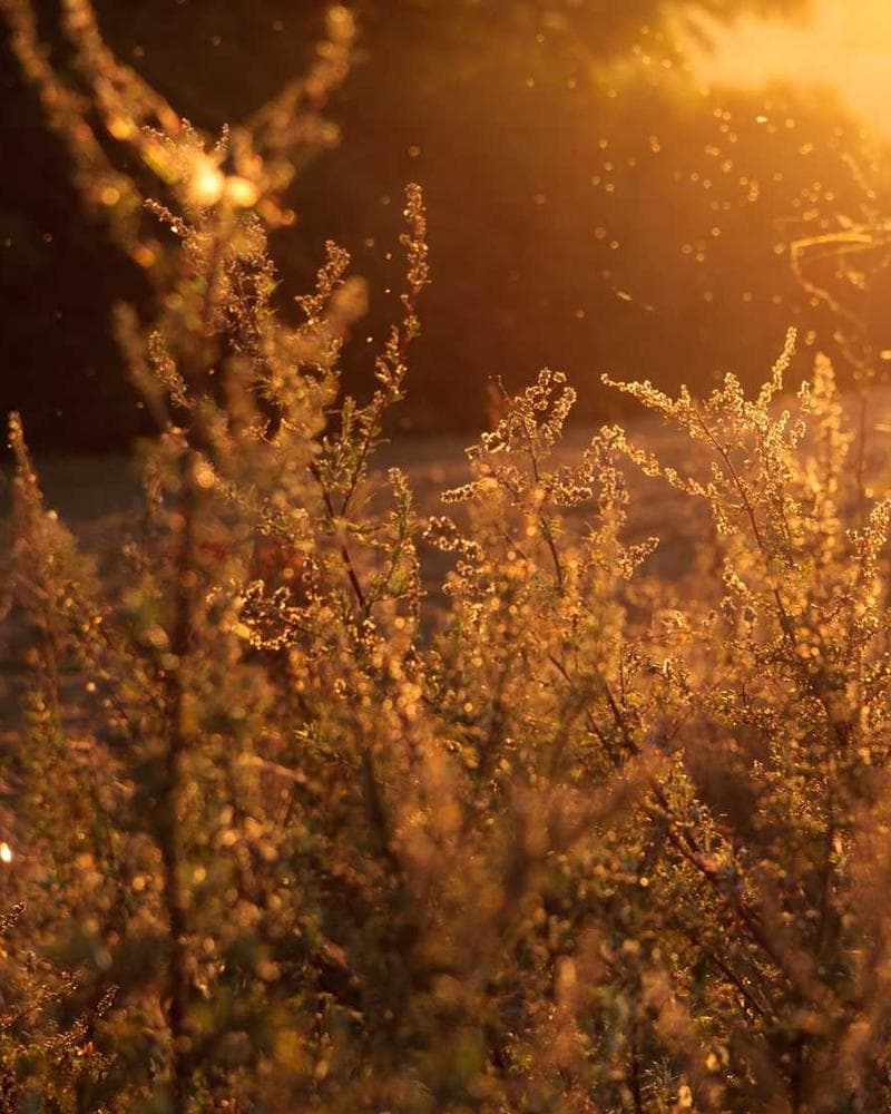 Essential Crew Sweatshirt